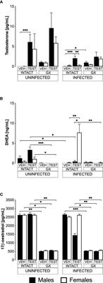 Testosterone induces sexual dimorphism during infection with Plasmodium berghei ANKA